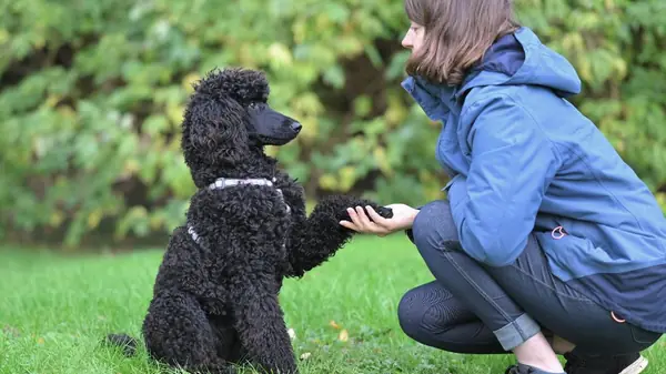 Como adestrar cachorro de forma eficiente e gentil
