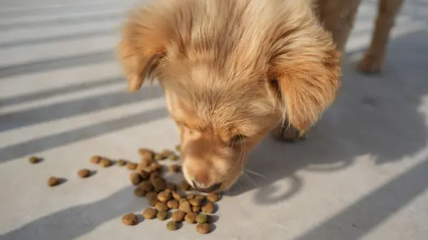 Dicas essenciais para armazenar o alimento do seu cão